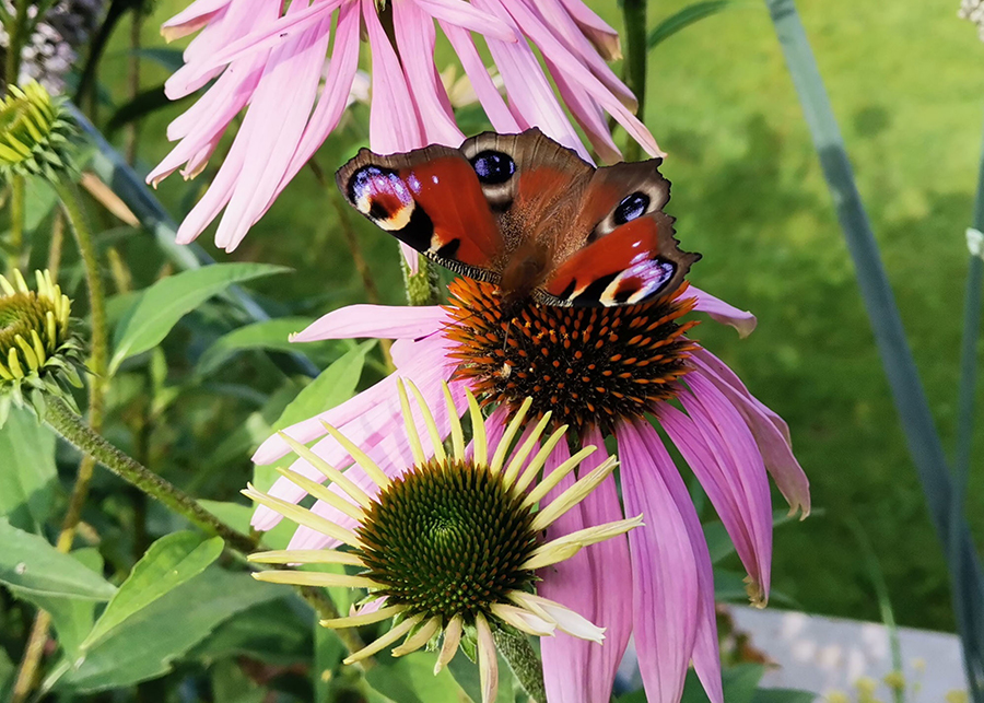 Sonnenhut mit Schmetterling