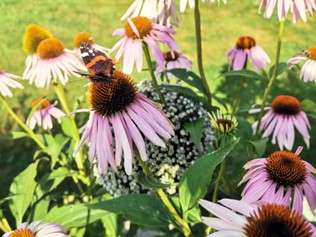 Naturnahes Gartln und der gelegentliche Mut zum Nichts-tun!